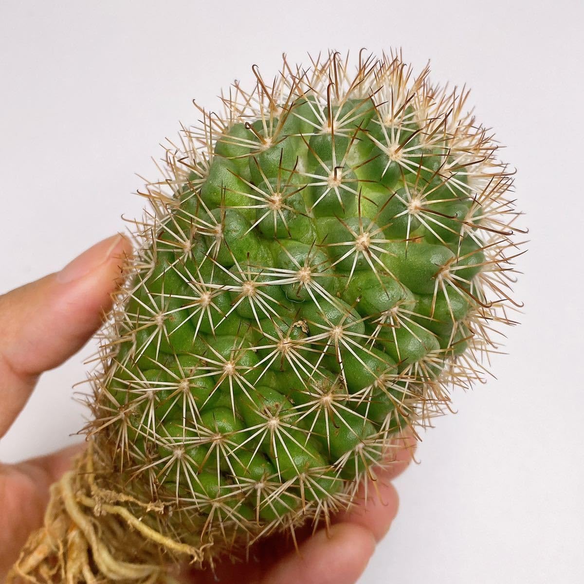 マミラリア 蓬莱宮 群生株 マミラリア 蓬莱宮(Mammillaria schumannii)の種子 : 多肉植物